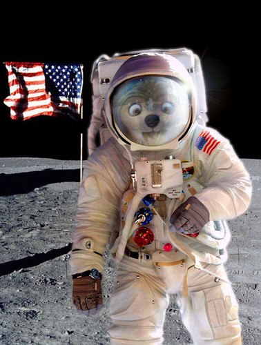  One small step for wolves. One giant leap for cainines