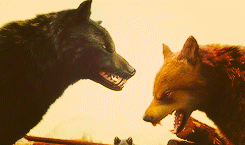  Wolves in BDp1