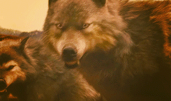  loups in BDp1