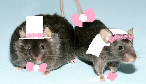  married mice