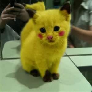 pikachu kitty cosplay
