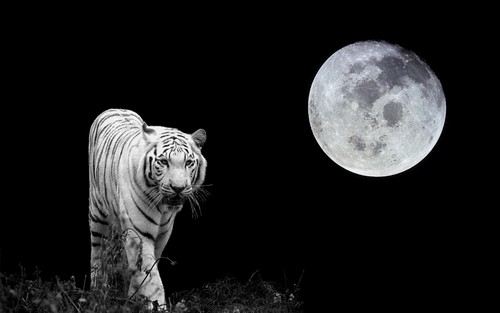 tiger moon