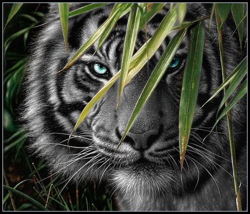  Black tiger