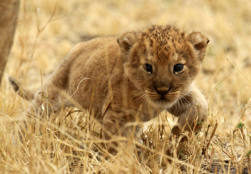 leeuwen welp, leeuw cub