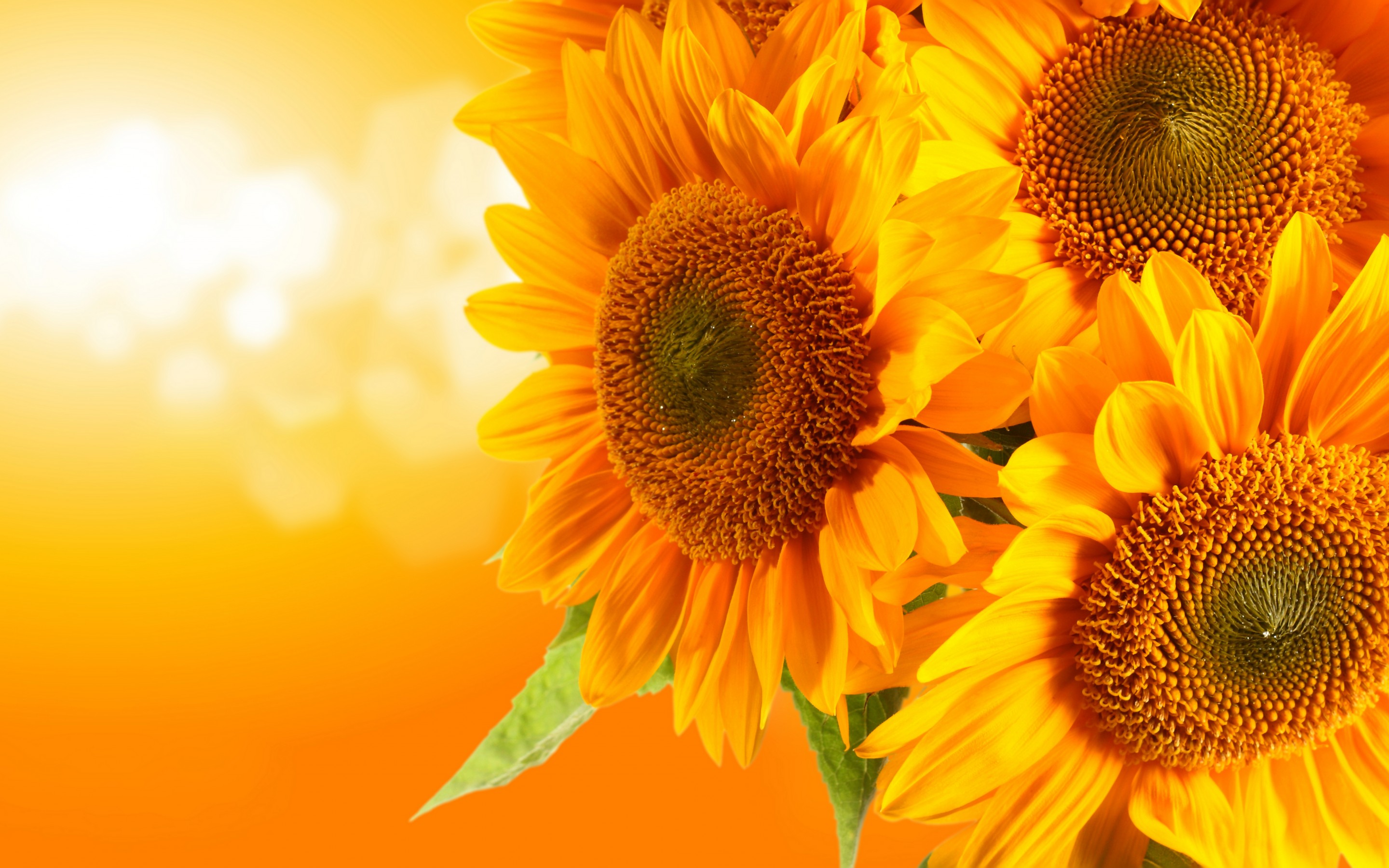 15 Selected wallpaper for desktop sunflowers You Can Use It At No Cost ...