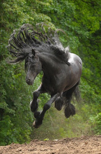  beautiful black horse