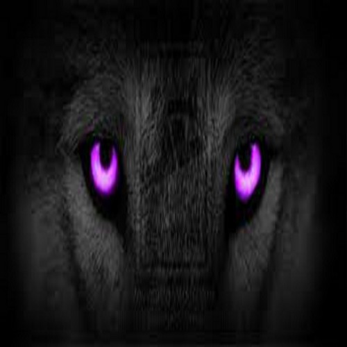  狼, オオカミ purple