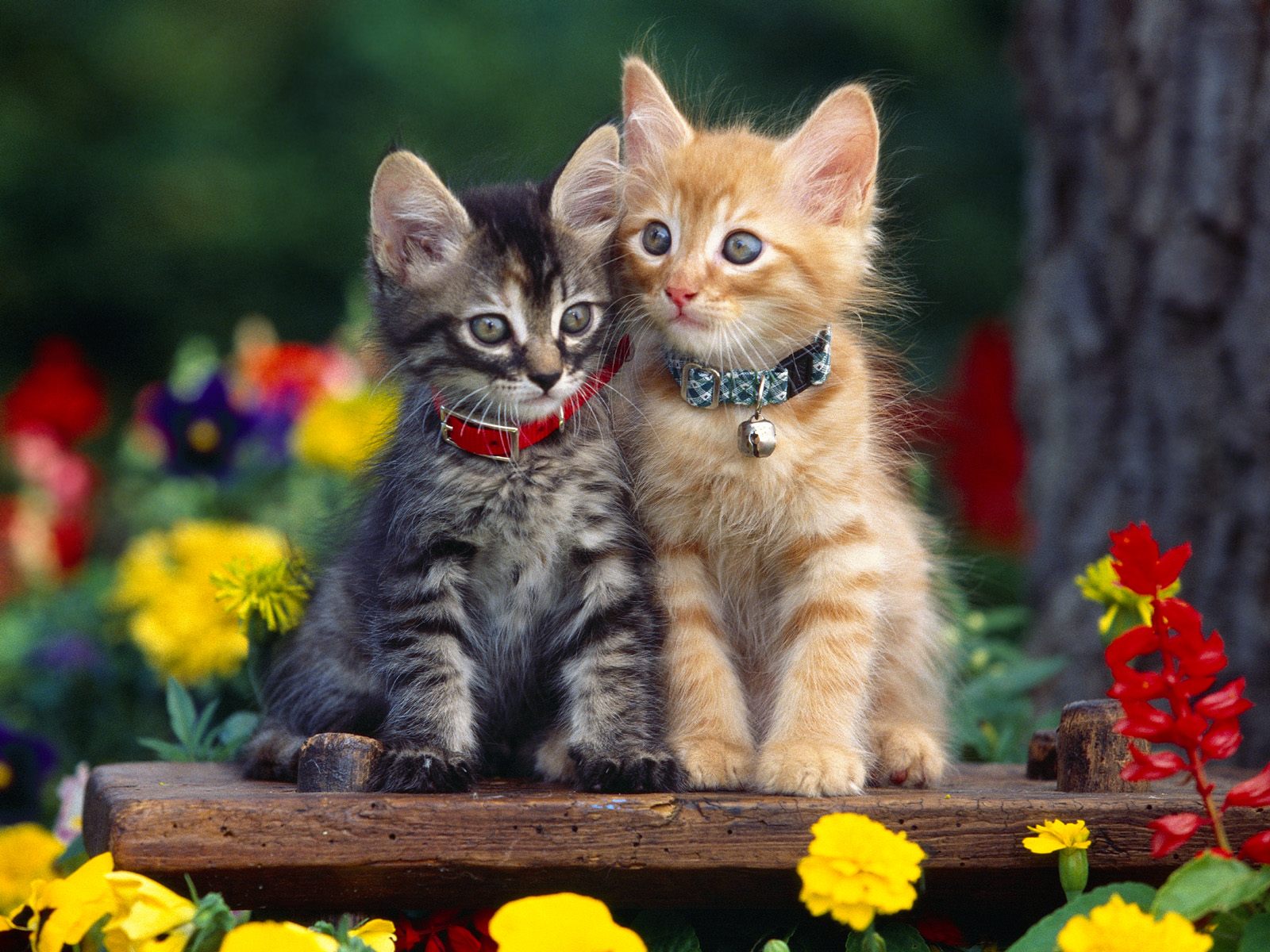 Cute Cats - Cats Photo (33440894) - Fanpop