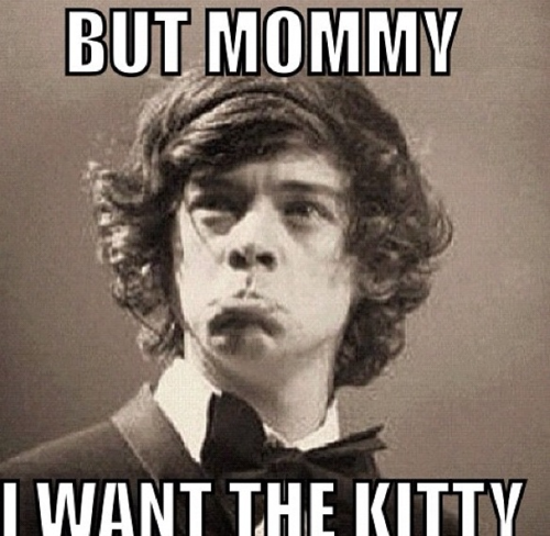  Harry Styles wants a kitty