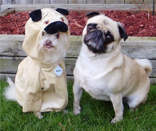  Pug Imposter