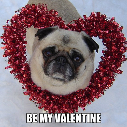  Pug Valentine