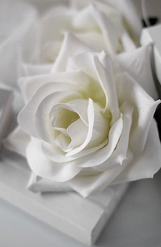  White Rose