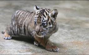  Baby Tiger