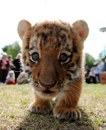  Baby tigres