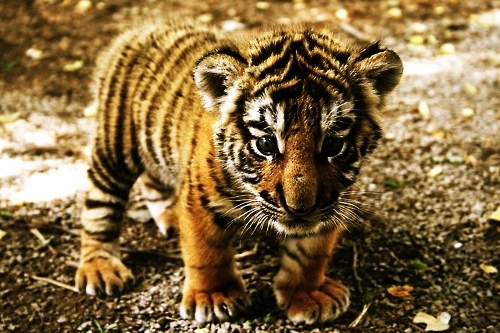  Baby 虎