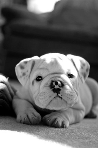  Cute Dog :)