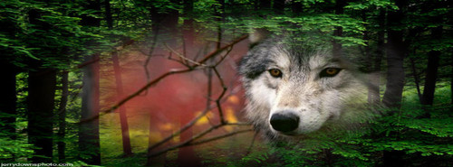  Lobo wolpeyper
