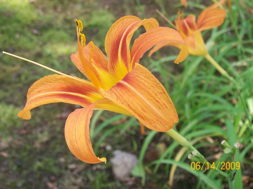  orange bunga