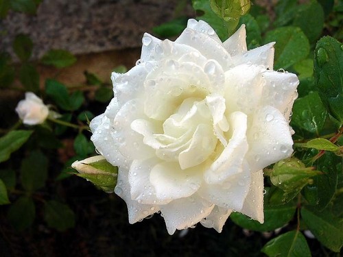  Rose blanche