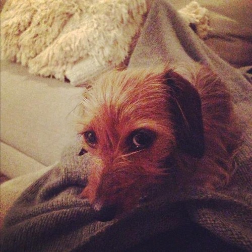  The TRUE amor of LEIGHTON: HER LITTLE DOG TRUDY <3