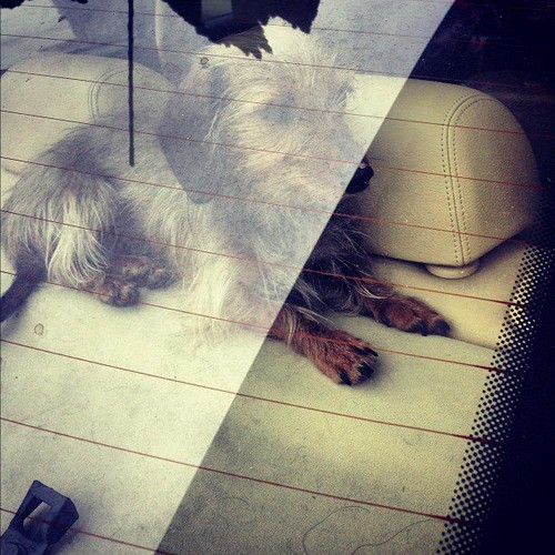  The TRUE pag-ibig of LEIGHTON: HER LITTLE DOG TRUDY <3