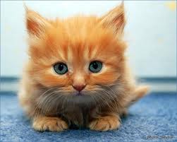 cute kitten :)