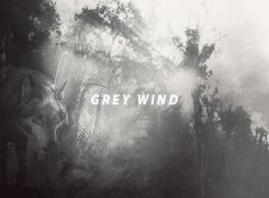  Grey Wind