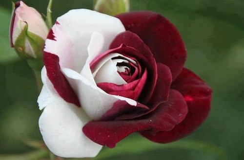  red & white rose
