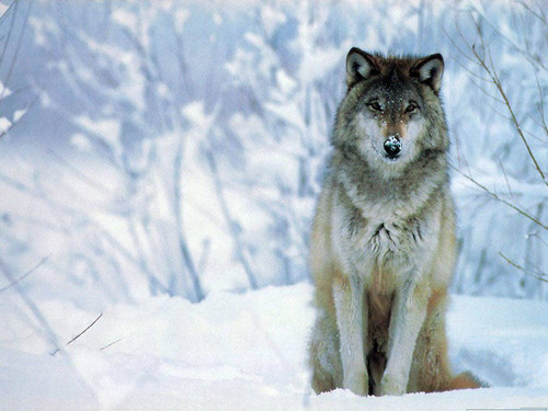wolf pic ^_^ lol (obviouse)