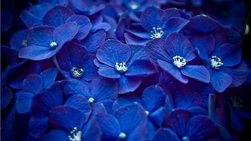  Blue flores