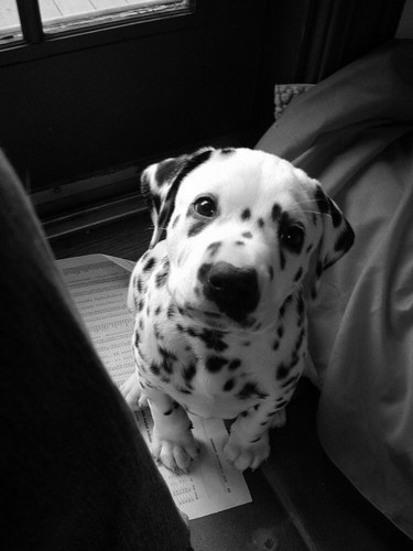 Cute Puppy 