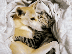  Dog & Cat