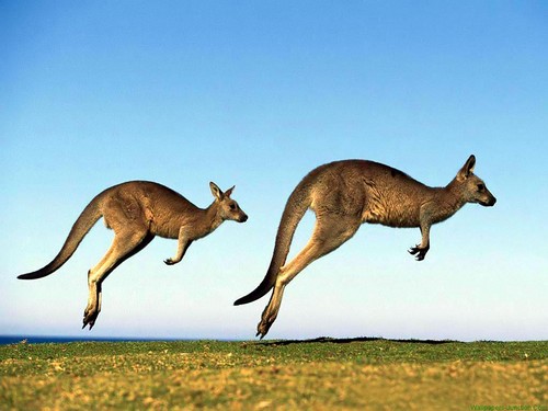  Kangaroos