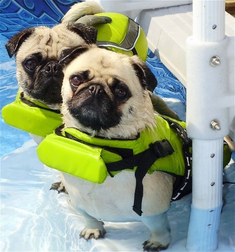  Pugs Swimming