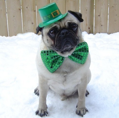  St. Patrick's día Pug