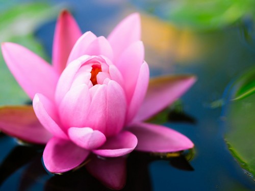  Water Lily
