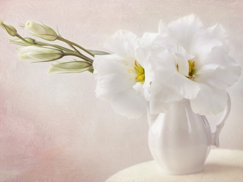  White flores