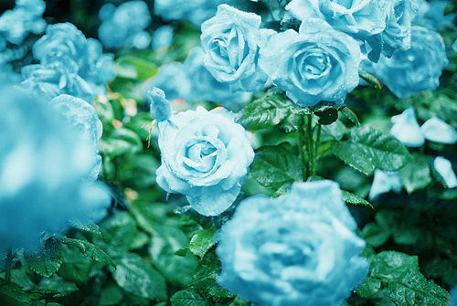  blue 花