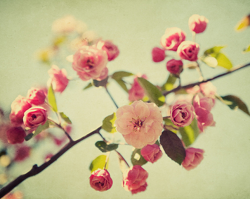 flowers-tumblr