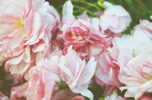  flowers-tumblr
