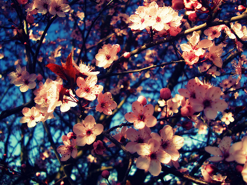  flowers-tumblr