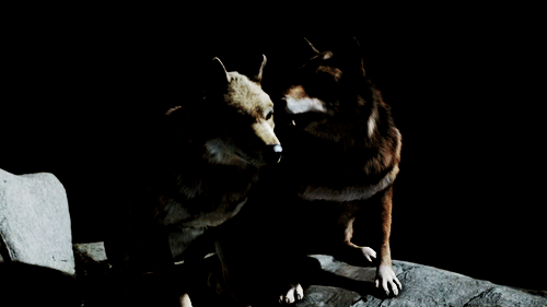  'Wolfblood'