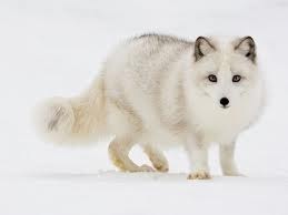  Cute Arctic Fox!