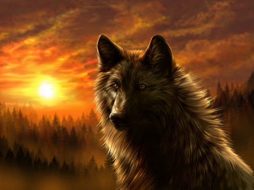  Dark wolf
