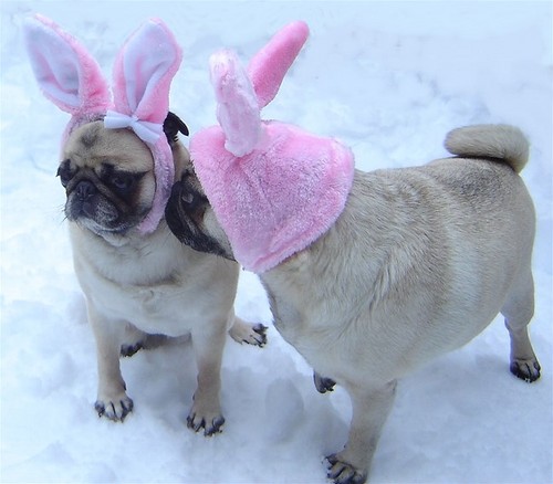  Funny Pug Easter Bunny 키스