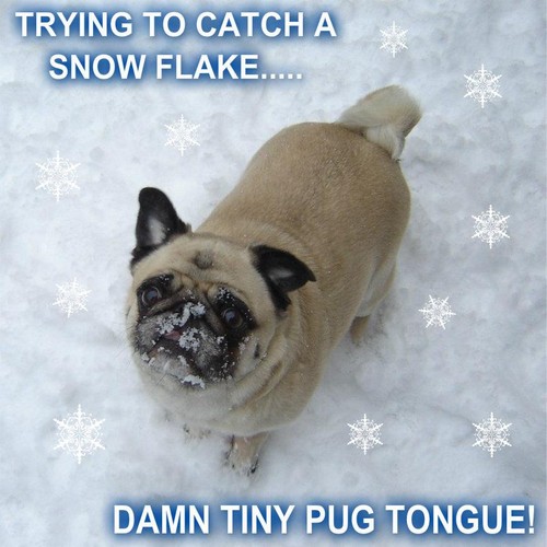  Pug Catching Snow Flakes