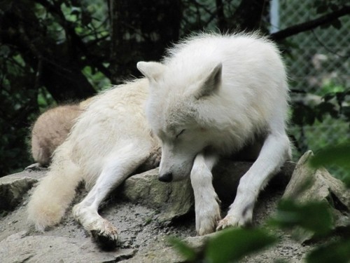  Sleepy serigala, wolf