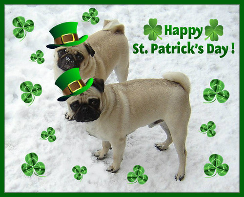  St. Patrick दिन Pug Dog