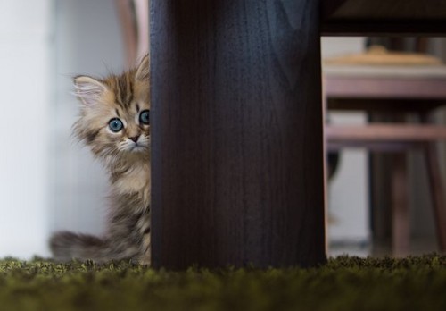  World's Cutest Kitten