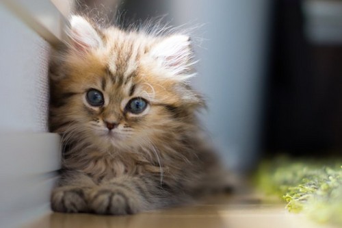  World's Cutest Kitten